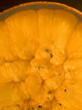 Magnification of the Pattern of a Backlit Slice of Dried Orange