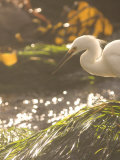 White Heron in the Sunlight and Seaside Grass at Carmel  California