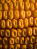 Magnification of an Ear of Corn
