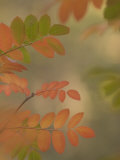 Colorful Sumac Leaves in Fall in the Stanislaus National Forest