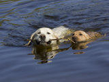 Adult and Puppy Labradors Playing Fetch with a Stick in the Water