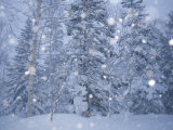 Falling Snowflakes Near Asahi Dake Spa
