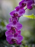 Purple Orchid at the Botanic Garden