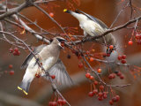 Two Cedar Waxwings  Bombycilla Cedrorum  Eating Crab Apples