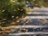 Monarch Butterflies Fly to Water in the Piedra Herrada Sanctuary