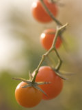 Close-up of Ripe Red Cherry Tomatoes Growing on a Vine