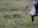 Secretary Bird Hunting a Puff Adder in the Grass