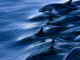 Pod of Long-Beaked Common Dolphins  Delphinus Capensis  Swimming