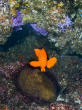 Male Garibaldi  Hypsypops Rubicundus  Protecting a Nest with Eggs