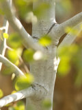 Close-up of a Quaking Aspen Tree Trunk and Leaves in Spring