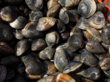 Close View Shows a Basket of Clams
