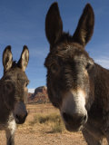 Donkeys Peer at the Camera in a Desert Scene