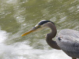 Great Blue Heron Waits by Rushing Water to Catch a Fish