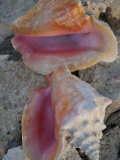 Close View of Two Conch Shells Sitting on Rocks