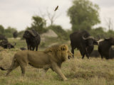 Lion Walking Past a Herd of African Buffalo