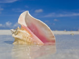 Queen Conch Shell in Shallow Water on a Sandbar in the Florida Keys