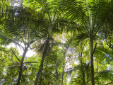 Tropical Rainforest Spreads in All Directions on a Sunny Day