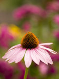 Single Cone Flower (Echinacea Purpurea) Stands Out in a Garden