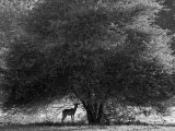 Impala in the Shade of a Large Acacia Tree