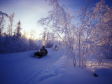 Snowmobilers at -40 Celsius Trees Covered in Hoar Frost