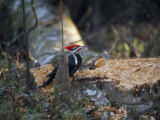 Pileated Woodpecker Hammering on a Fallen Log  Looking for Insects