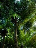 Palm Trees Make a Canopy of Green Overhead with their Fronds