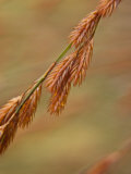 Close View of a Plant Resembling Wheat in a Botanical Garden