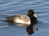 Greater Scaup Duck  Aythya Marila  Swimming in the Chesapeake Bay