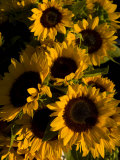 Bunch of Sunflowers are on Display at a Local Farmer's Market
