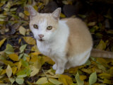 Tabby Cat on Autumn Leaves