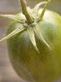 Close-up of Green Tomato