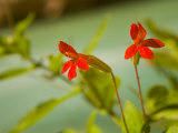 Cardinal or Scarlet Monkeyflowers  Mimulus Cardinalis