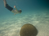 Snorkeler Dives Toward Coral