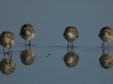 Dunlin Sandpipers  Calidris Alpina  Foraging