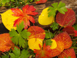 Quaking Aspen and Wild Geranium Leaves on the Forest Floor in Autumn