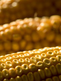 Close-up of Ears of Corn