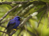 Male Purple Honeycreeper Perched on a Branch