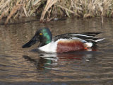 Northern Shoveler Duck Drake  Anas Clypeata  Dabbles in a Canal