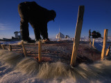 Inuit Man Stretching Out a Polar Bear Skin for Curing