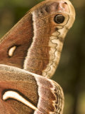 Wing Detail of a Ceanothus Silk Moth (Hyalophora Eurualus)