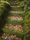 Moss and Leaf-Covered Steps in a Formal Garden at Natadera Temple