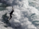 Solitary Gull in Flight over Water