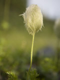 Close View of a Western Anemone in Seed Stage
