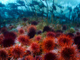 Red Sea Urchins Below the Intertidal Zone