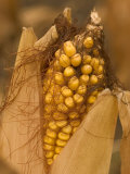 Close-up of an Ear of Corn Ready for Harvest