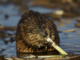 Muskrat Feeding in the Water a Muskrat (Ondatra Zibethicus) Feeding at Sunset
