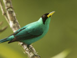 Portrait of a Male Green Honeycreeper Perched on a Branch