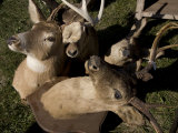 Stack of Deer Trophy Heads Watches for Buyers at a Flea Market