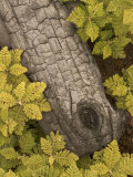 Detail of Ferns and Wood Burned in a Forest Fire