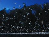 Large Flock of Gulls Taking Flight During Herring Season